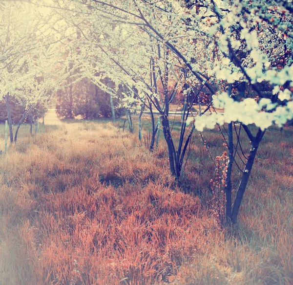 Beautiful Nature Grassy Meadow — Stock Photo, Image