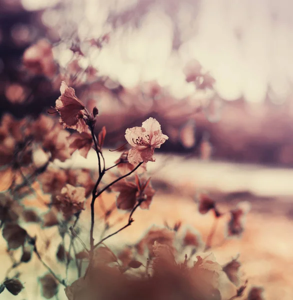 Vista Close Galhos Árvores Frescas Com Flores Contra Fundo Desfocado — Fotografia de Stock