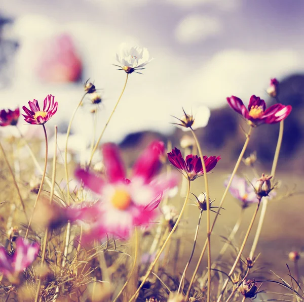 Closeup Gündüz Çayır Alan Çiçekler Üzerinde — Stok fotoğraf