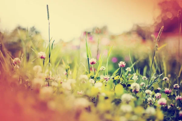 美しい野生の花の草原のクローズ アップ ビュー — ストック写真
