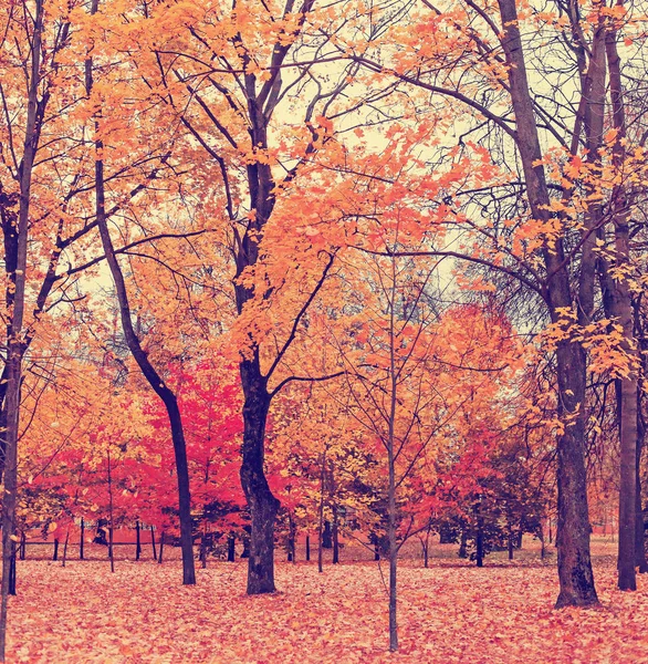 Vista Panorámica Del Hermoso Parque Dorado Otoño — Foto de Stock