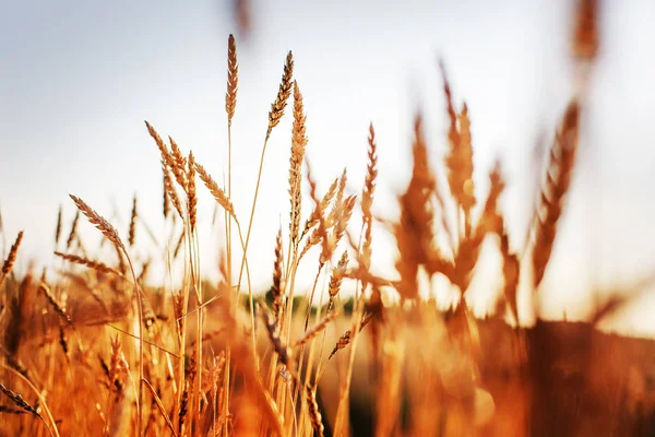 Golden Harvest Búza Fülek Területén — Stock Fotó