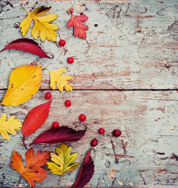 Top View Autumn Leaves Berries Wooden Table — Stock Photo, Image