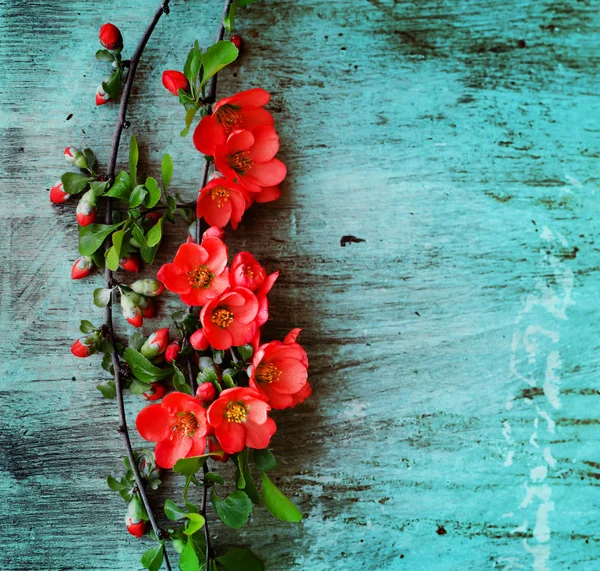 Kleurrijke Tak Van Bloemen Houten Achtergrond — Stockfoto