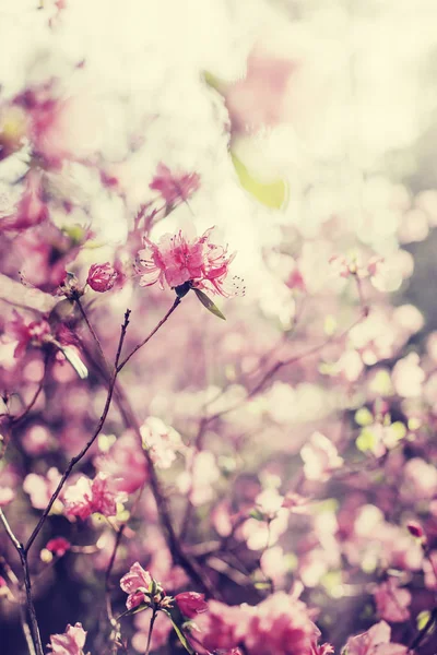 ヴィンテージの色で目の粗いガーデンの美しい開花ブッシュ — ストック写真