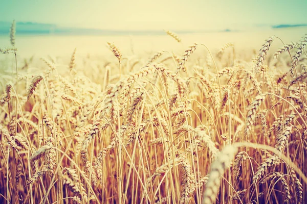 Campo Cosecha Oro Espigas Trigo — Foto de Stock