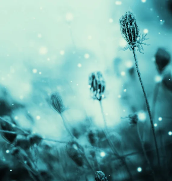 Vista Cerca Las Plantas Congeladas Con Nieve — Foto de Stock