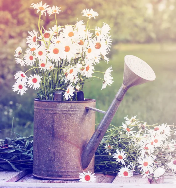 Świeżych Ciętych Kwiatów Chamomiles Konewka Ogrodzie — Zdjęcie stockowe