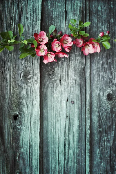 Barevné Větve Květin Dřevěné Pozadí — Stock fotografie