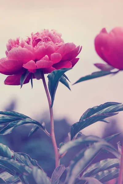 Güzel Peonies Çiçek Yeşil Yaprakları Ile — Stok fotoğraf