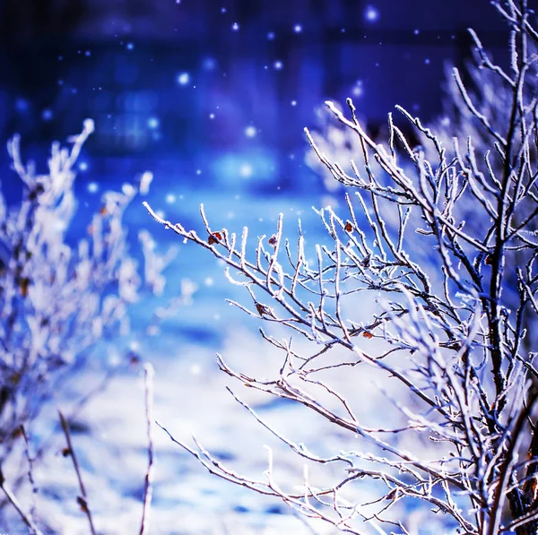 Vue Rapprochée Des Branches Gelées Avec Neige — Photo