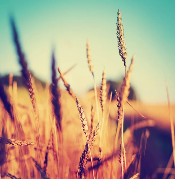 Campo Raccolta Oro Spighe Grano — Foto Stock