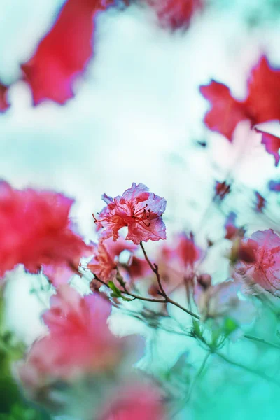 Närbild Blommande Blomma Buske Trädgården Vintage Färger — Stockfoto