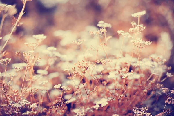 Sevimli Küçük Çiçekler Orman Çayır Üzerinde — Stok fotoğraf