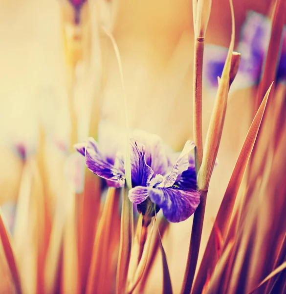 Iris Púrpura Brillante Con Hojas Verdes Jardín — Foto de Stock