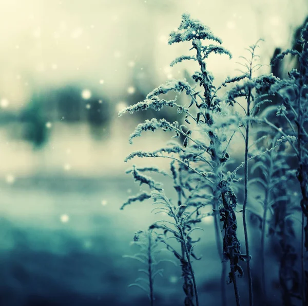 冰冻植物雪的特写镜头视图 — 图库照片