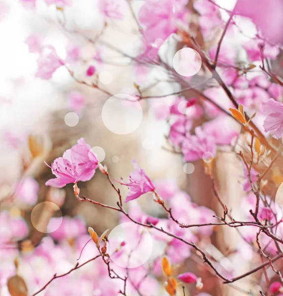 Nahaufnahme Von Blühenden Blumensträuchern Garten Vintage Farben — Stockfoto