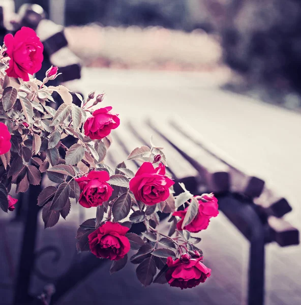 Ahşap Bank Yakınındaki Şaşırtıcı Pembe Gül Çiçeği — Stok fotoğraf