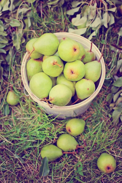 Pile Pears Basket Green Grass Garden — Stock Photo, Image