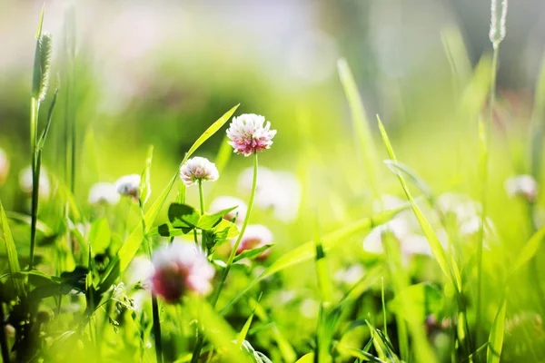 Cute Little Flowers Forest Meadow — Stock Photo, Image