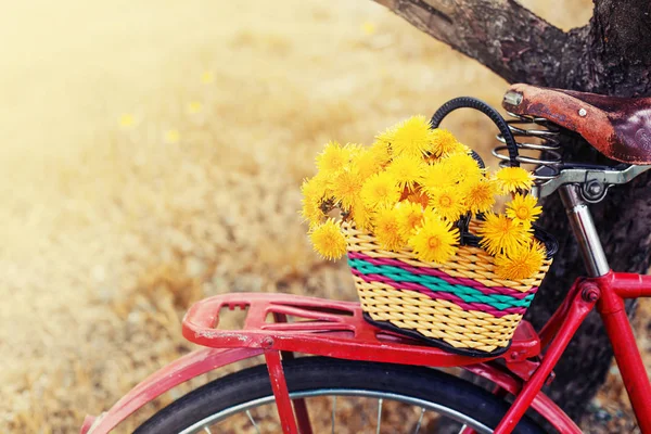 Closeup Basket Dandelions Hanging Vintage Red Bicycle — Stock Photo, Image