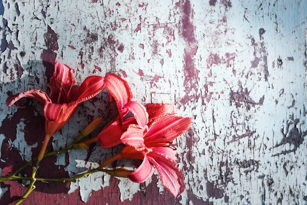 Flores Florescentes Surpreendentes Com Folhagem Ervas — Fotografia de Stock