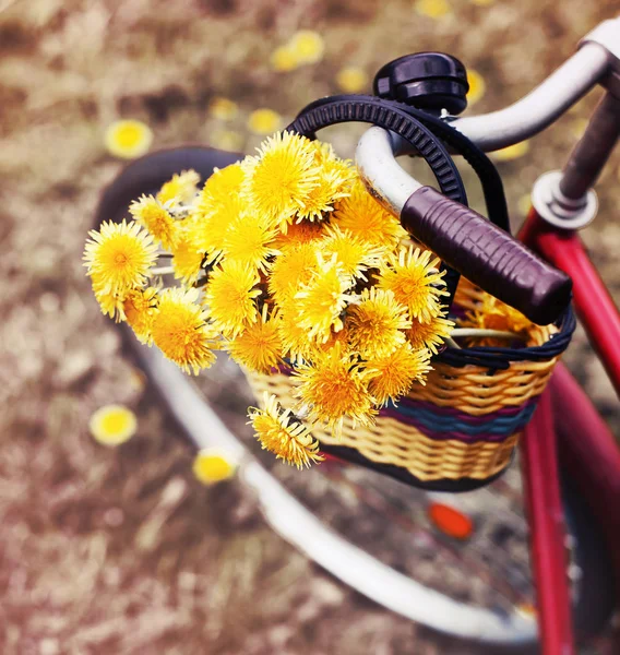 Closeup Basket Dandelions Hanging Vintage Red Bicycle — Stock Photo, Image