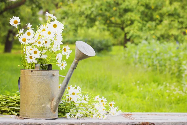 Fiori Camomilla Appena Tagliati Annaffiatoio Giardino — Foto Stock