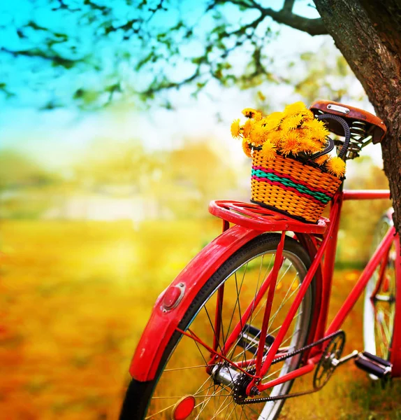 closeup view of basket with dandelions hanging on vintage bicycle