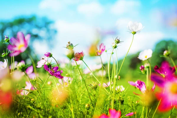 Cute Little Flowers Forest Meadow — Stock Photo, Image