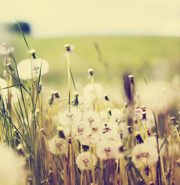 タンポポの花が美しい草原の景観 — ストック写真