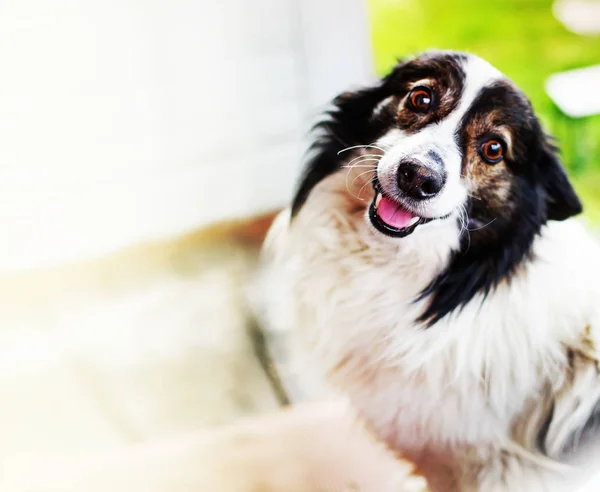 特写镜头的可爱的边境牧羊犬狗反对模糊的背景 — 图库照片