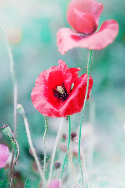 野生のケシの花 — ストック写真