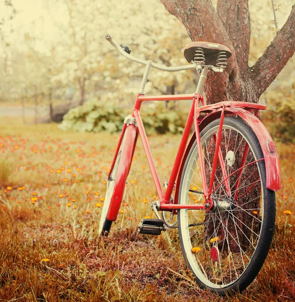 Bela Natureza Com Bicicleta Prado Gramado — Fotografia de Stock