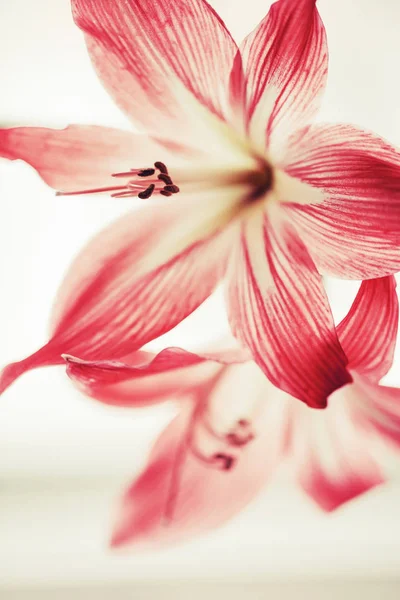 Beautiful Blooming Flowers Blurred Background — Stock Photo, Image