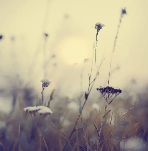 昼間の草原で野の花のクローズ アップ — ストック写真