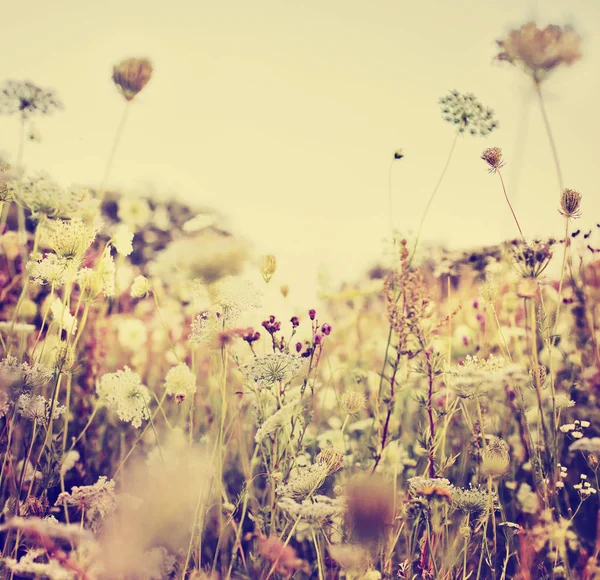 Arka Plan Bulanık Şirin Küçük Çiçekler — Stok fotoğraf