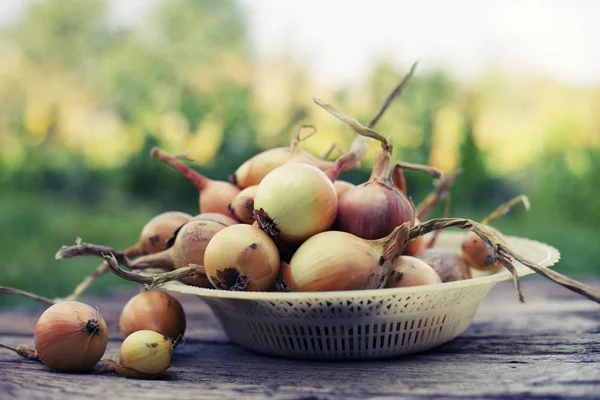 Pile Unpeeled Onion Bowl Wooden Table — Stock Photo, Image