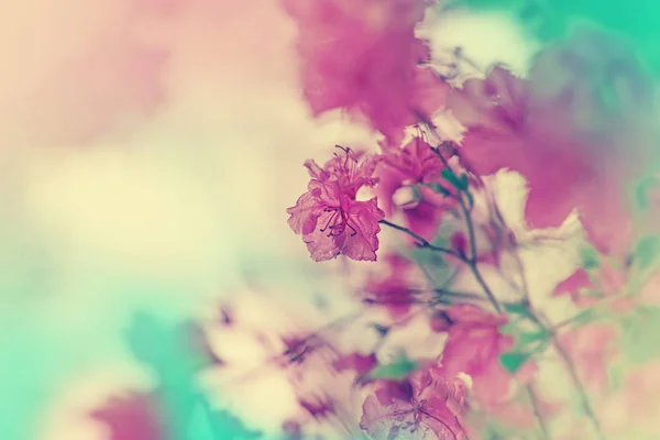 Красивые Цветущие Кусты Зарытом Саду Винтажных Цветах — стоковое фото
