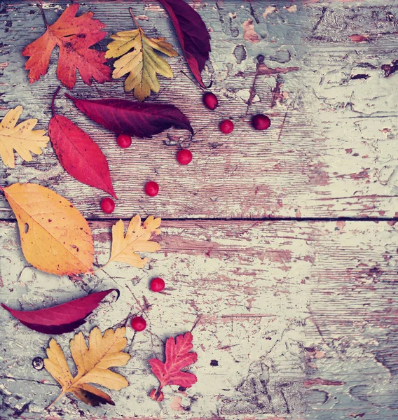 Blick Von Oben Auf Herbstblätter Mit Beeren Auf Holzgrund — Stockfoto