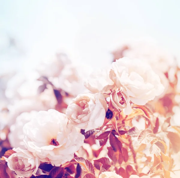 Krásné Rozkvetlé Květiny Rozostřeného Pozadí — Stock fotografie