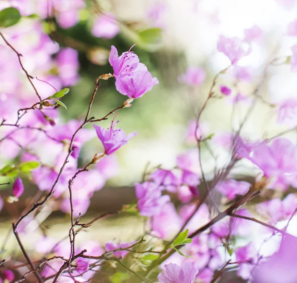Nahaufnahme Von Rosa Blühenden Obstbaumzweigen — Stockfoto