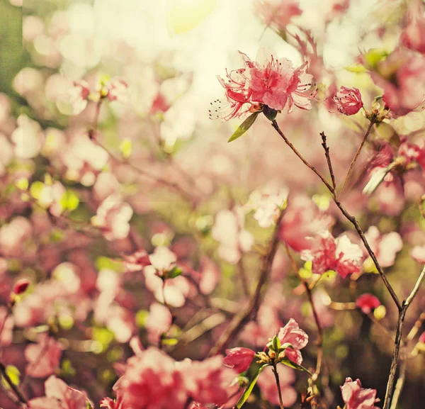 Крупним Планом Квітучому Квітковому Кущі Саду Старовинних Кольорах — стокове фото