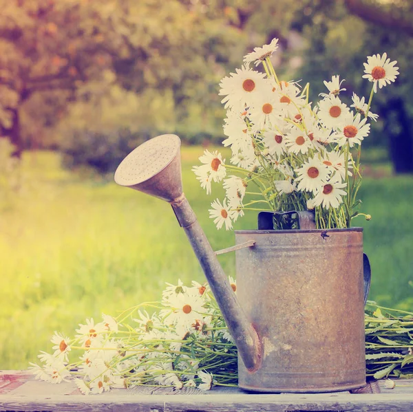 新鮮な庭の水まき缶で切り花鎮静 — ストック写真
