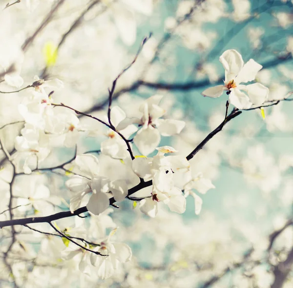 Closeup View Cherry Tree Flowers Blurred Background — Stock Photo, Image