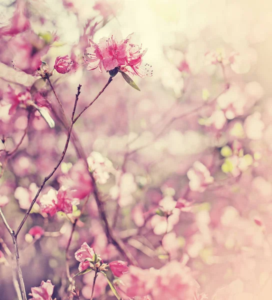 Zbliżenie Różowy Kwitnący Gałęzi Drzewa Owocowe — Zdjęcie stockowe