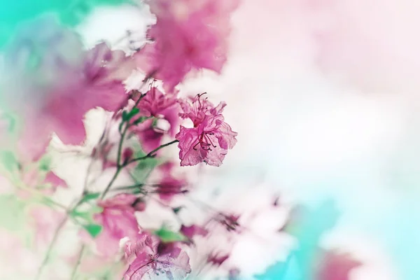 Aranyos Kis Virágot Homályos Háttérrel — Stock Fotó