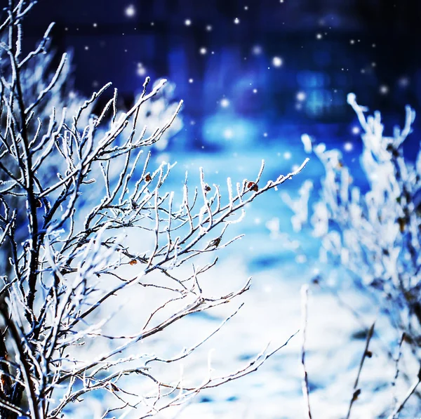 Closeup View Frozen Branches Snow — Stock Photo, Image