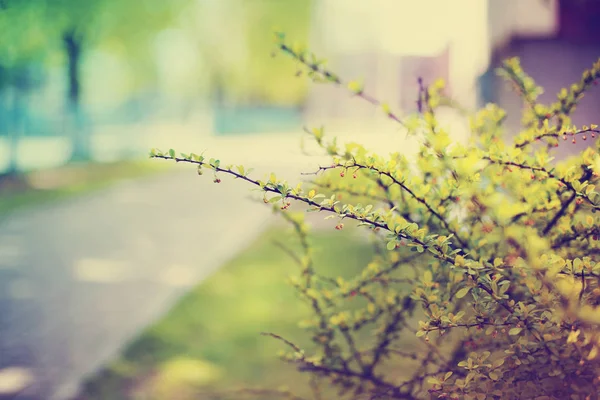 Closeup View Fresh Tree Branches Blurred Background Park — Stock Photo, Image