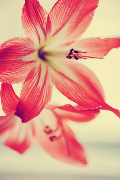 Szép Virágzó Virágok Elmosódott Háttér — Stock Fotó